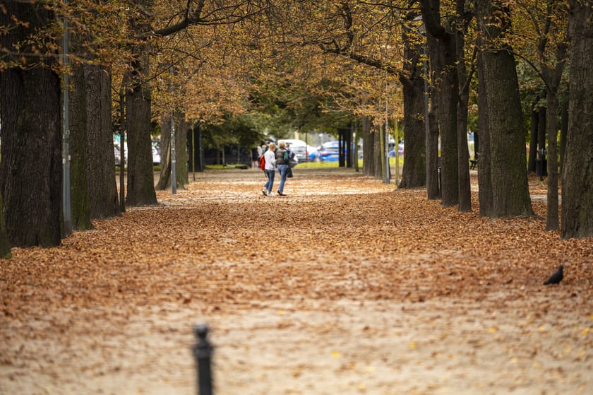 Pierwsze oznaki jesieni 2024 we Wrocławiu